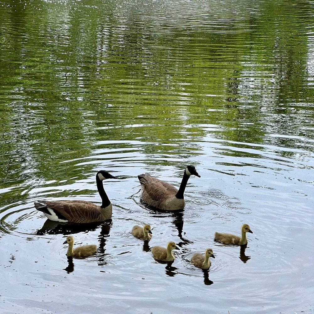 Forever 21 Button-front Skirt